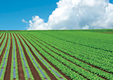 Agriculture